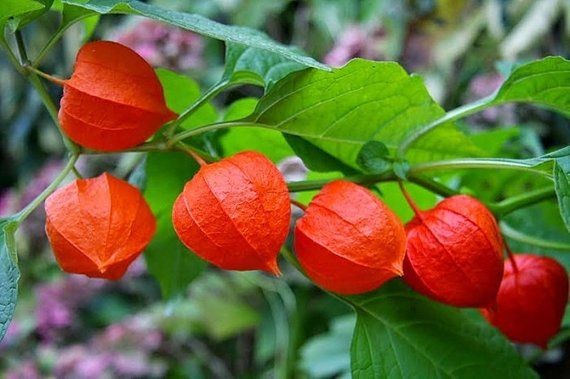 como plantar cereja de inverno