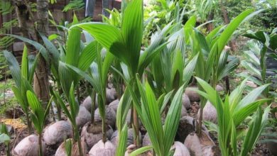 como plantar coco anao