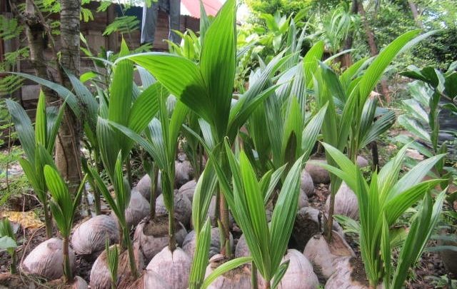 como plantar coco anao