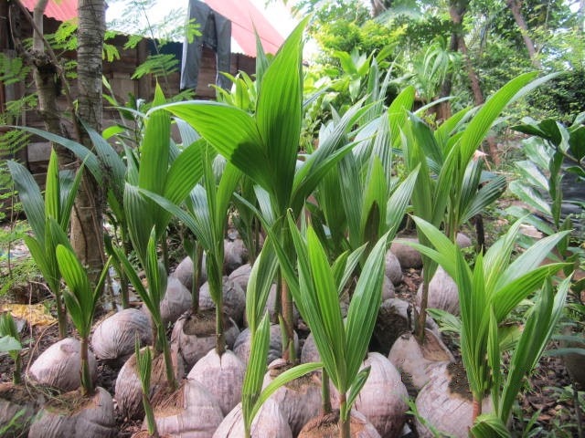 como plantar coco anao