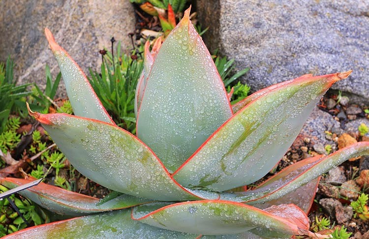 como plantar coral aloe como plantar