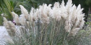 como plantar cortaderia selloana