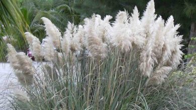 como plantar cortaderia selloana