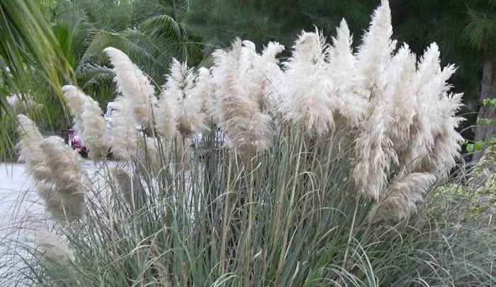 como plantar cortaderia selloana