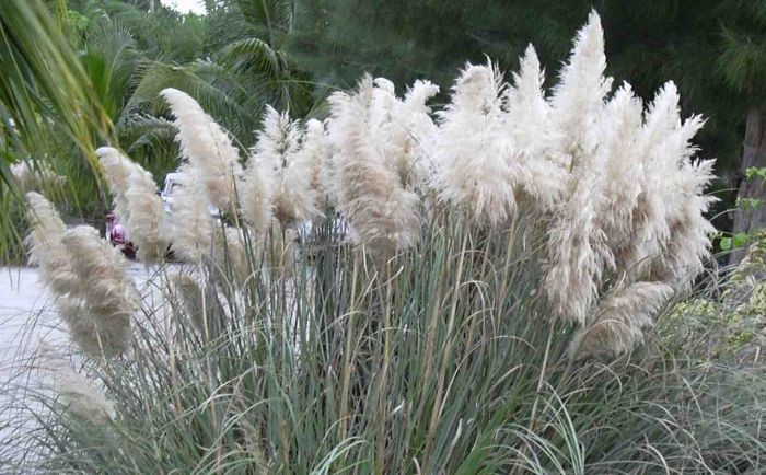 como plantar cortaderia selloana