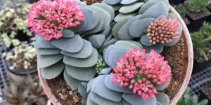 como plantar crassula falcata