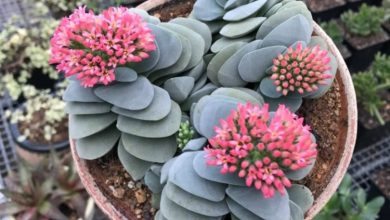 como plantar crassula falcata