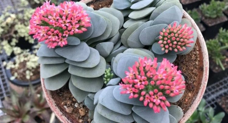 como plantar crassula falcata