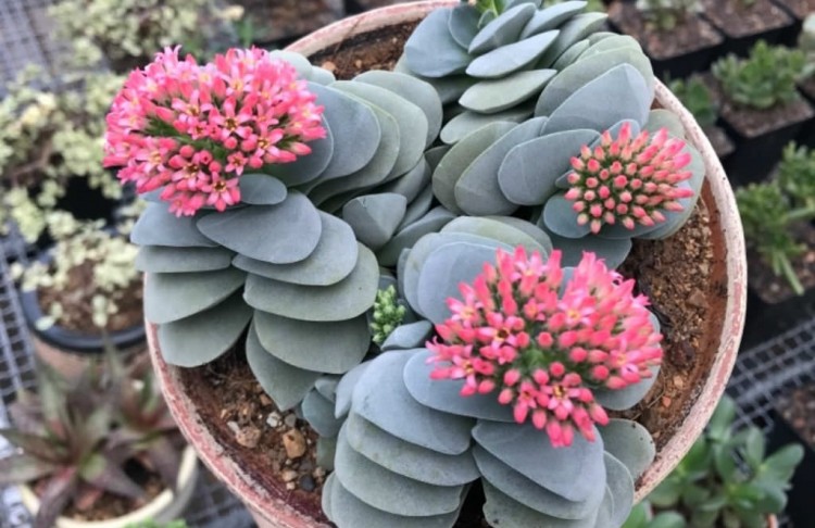 como plantar crassula falcata