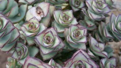 como plantar crassula perforata