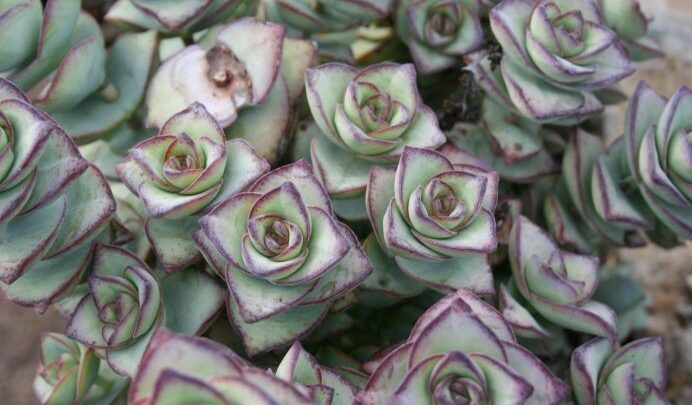 como plantar crassula perforata