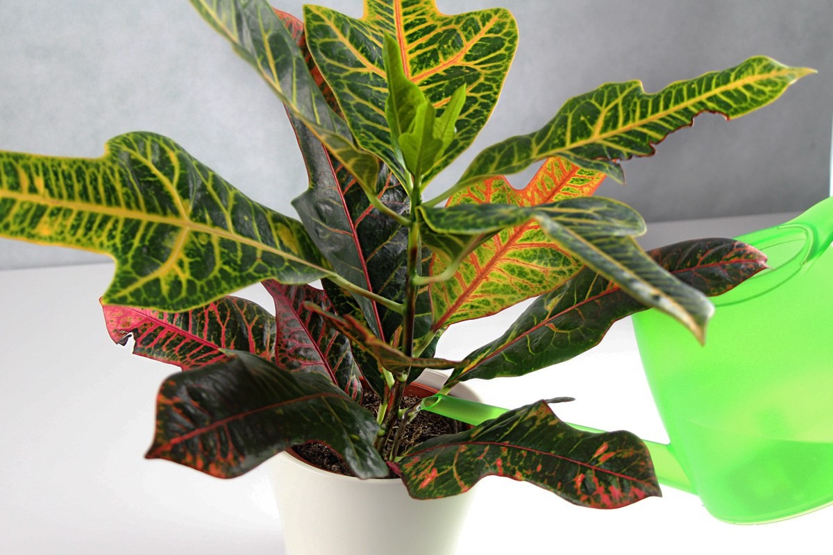 como plantar croton petra