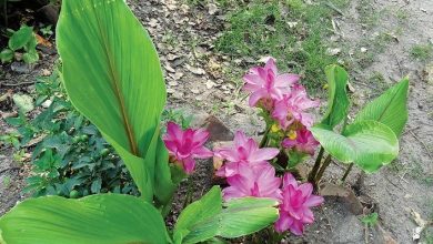 como plantar curcuma zedoaria