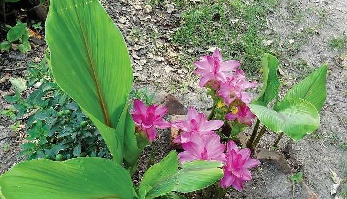 como plantar curcuma zedoaria