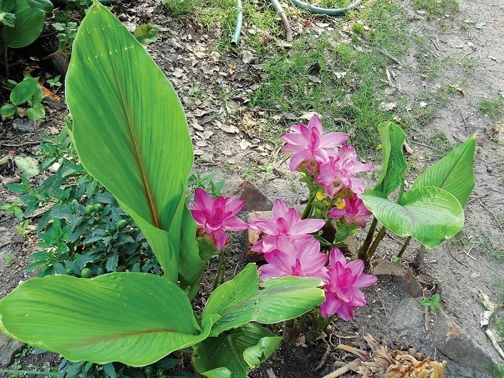 como plantar curcuma zedoaria