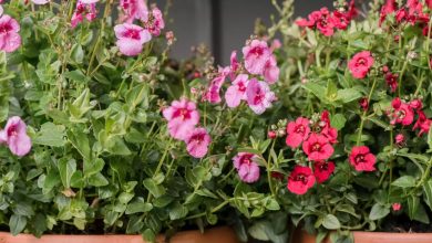 como plantar diascia