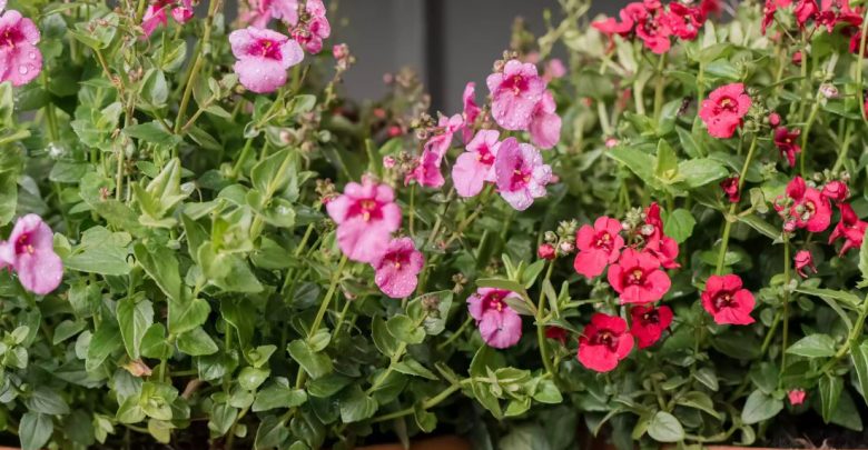 como plantar diascia
