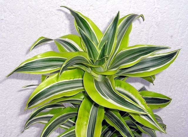 como plantar dracaena lima