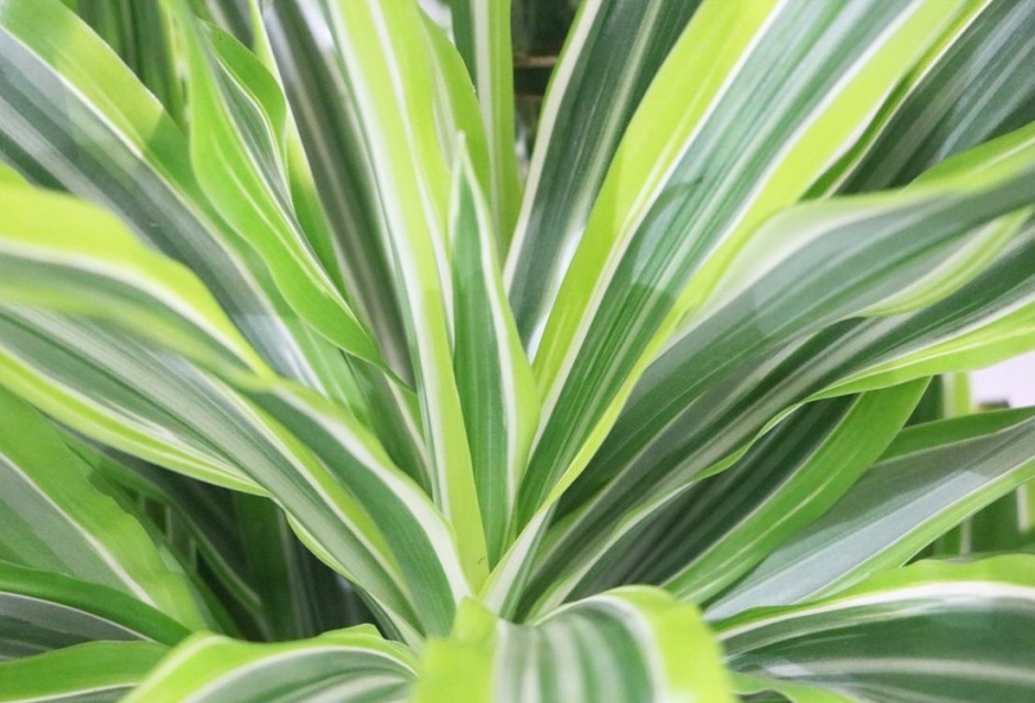 como plantar dracaena