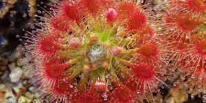 como plantar drosera