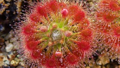 como plantar drosera