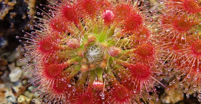 como plantar drosera