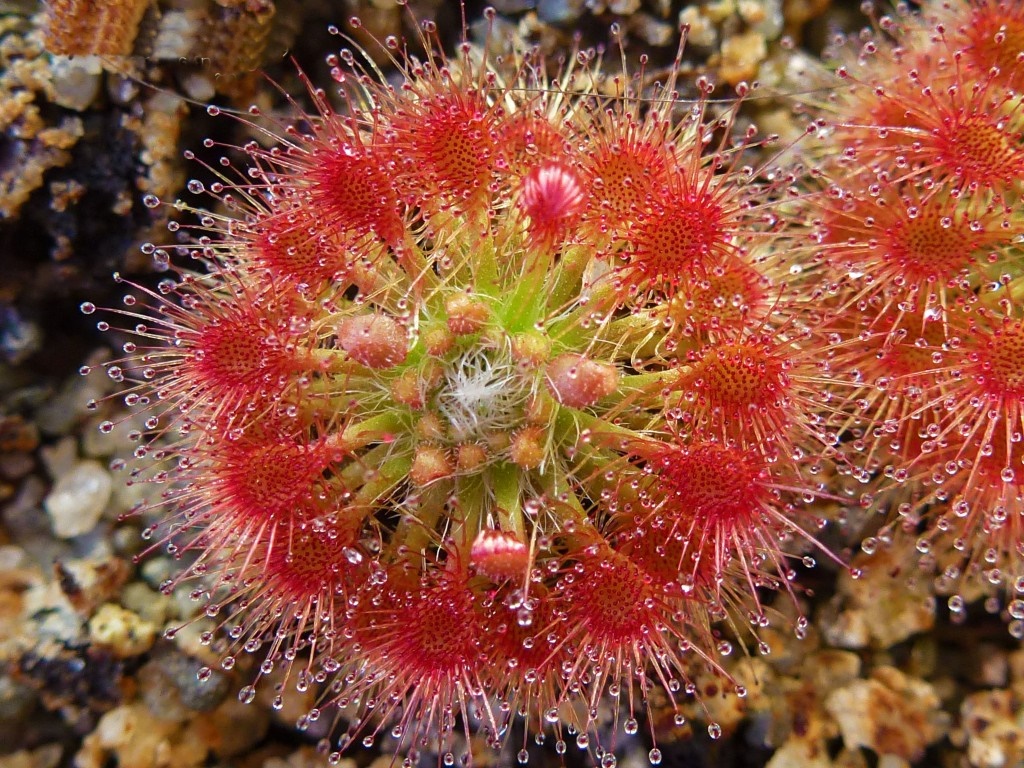 como plantar drosera