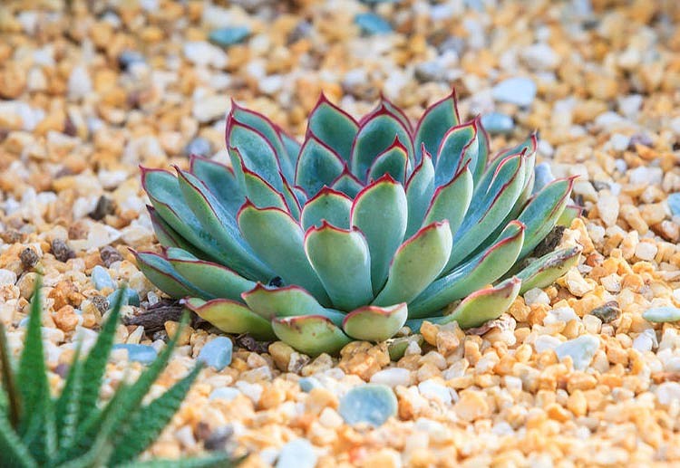 como plantar echeveria de pulido