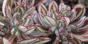 como plantar echeveria pintada