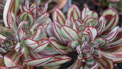 como plantar echeveria pintada