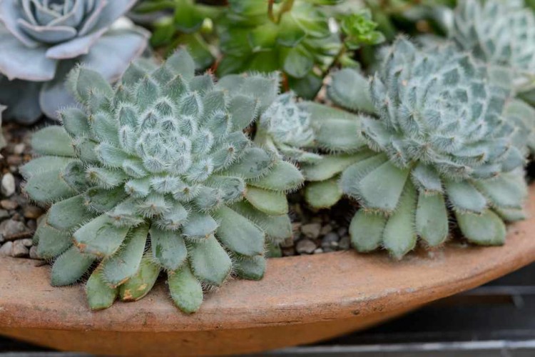 como plantar echeveria setosa