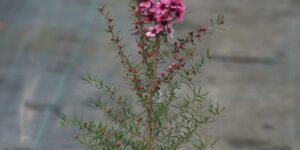 como plantar erica japonesa