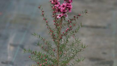 como plantar erica japonesa
