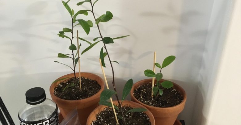 como plantar erva mate