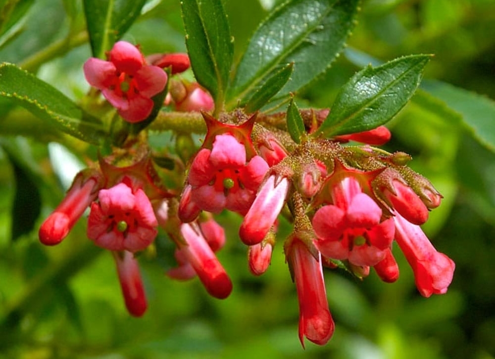 como plantar escallonia