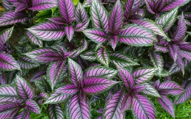 como plantar escudo persa