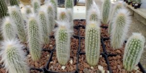 como plantar espostoa lanata