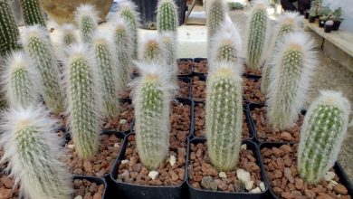 como plantar espostoa lanata