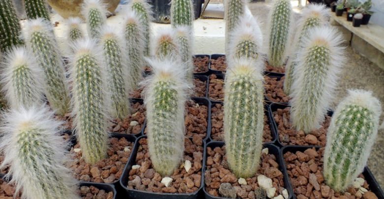 como plantar espostoa lanata