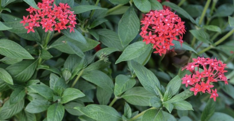 como plantar estrela-do-egito