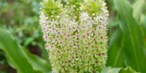 como plantar eucomis