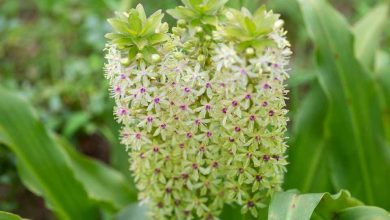 como plantar eucomis