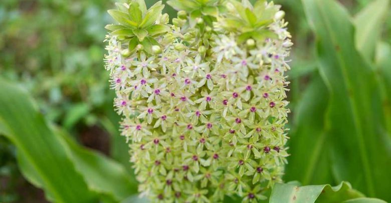 como plantar eucomis