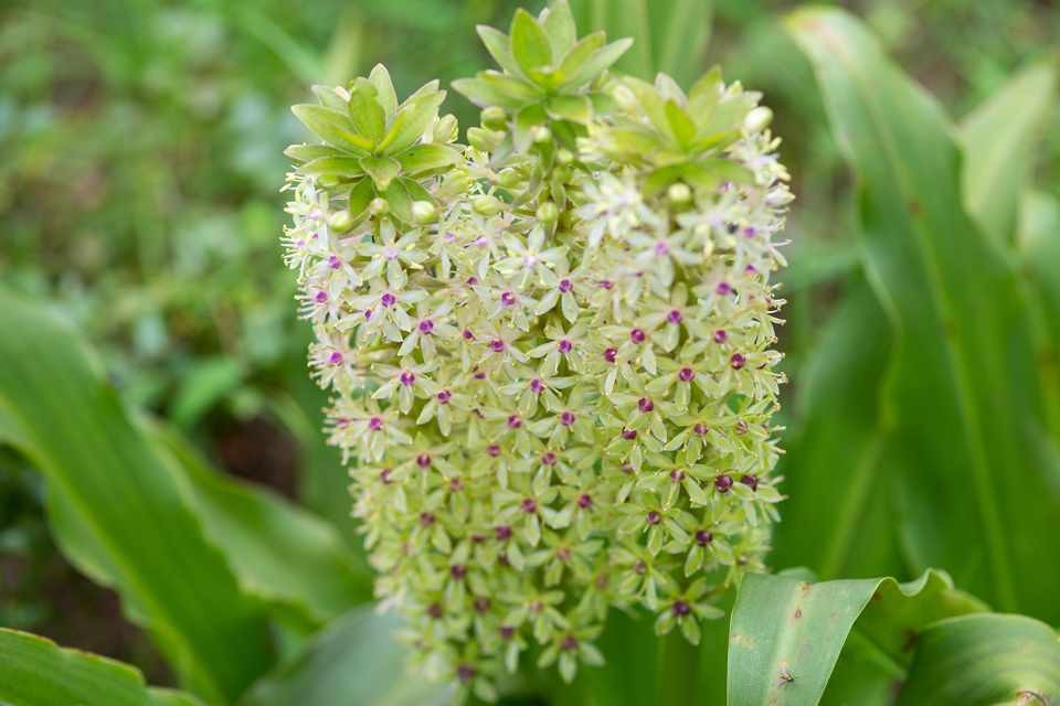 como plantar eucomis