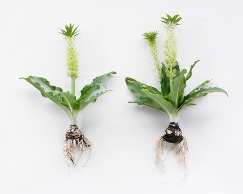 como plantar eucomis