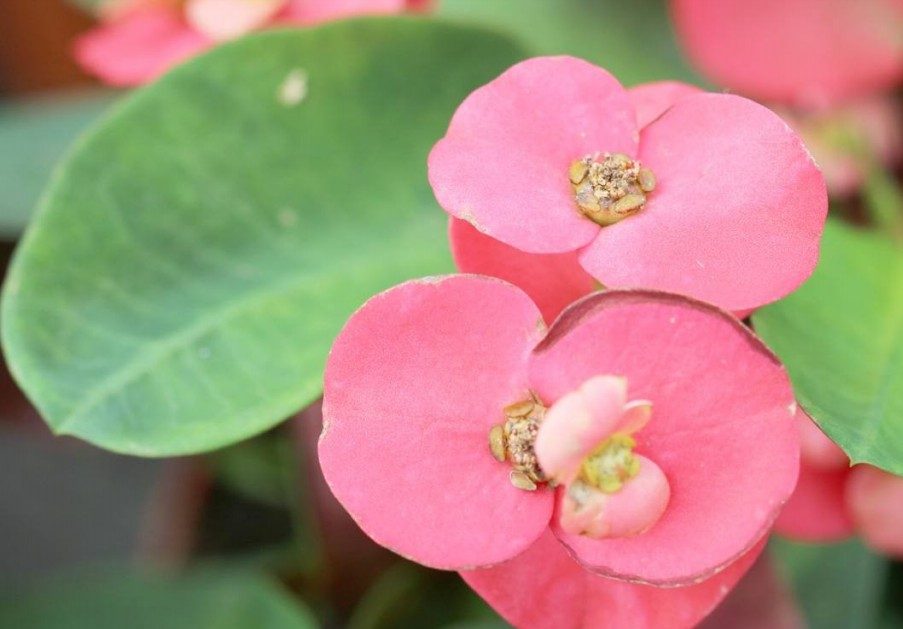 como plantar euphorbia