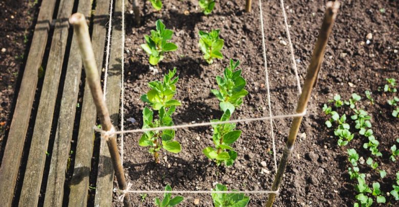como plantar fava