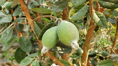 como plantar feijoa