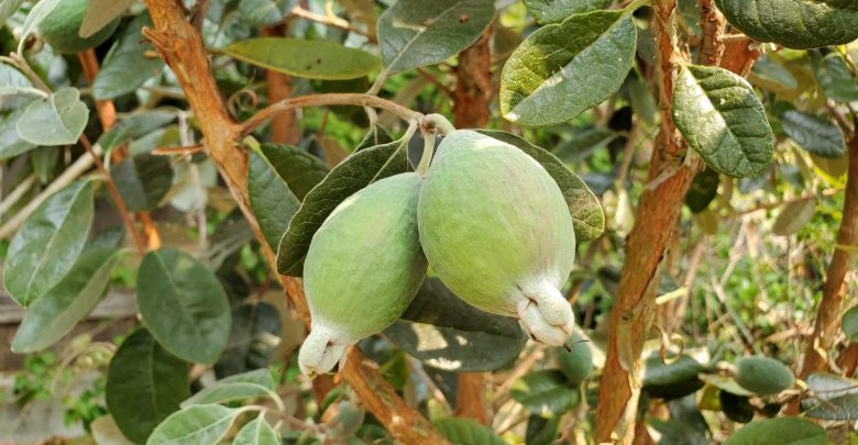 como plantar feijoa