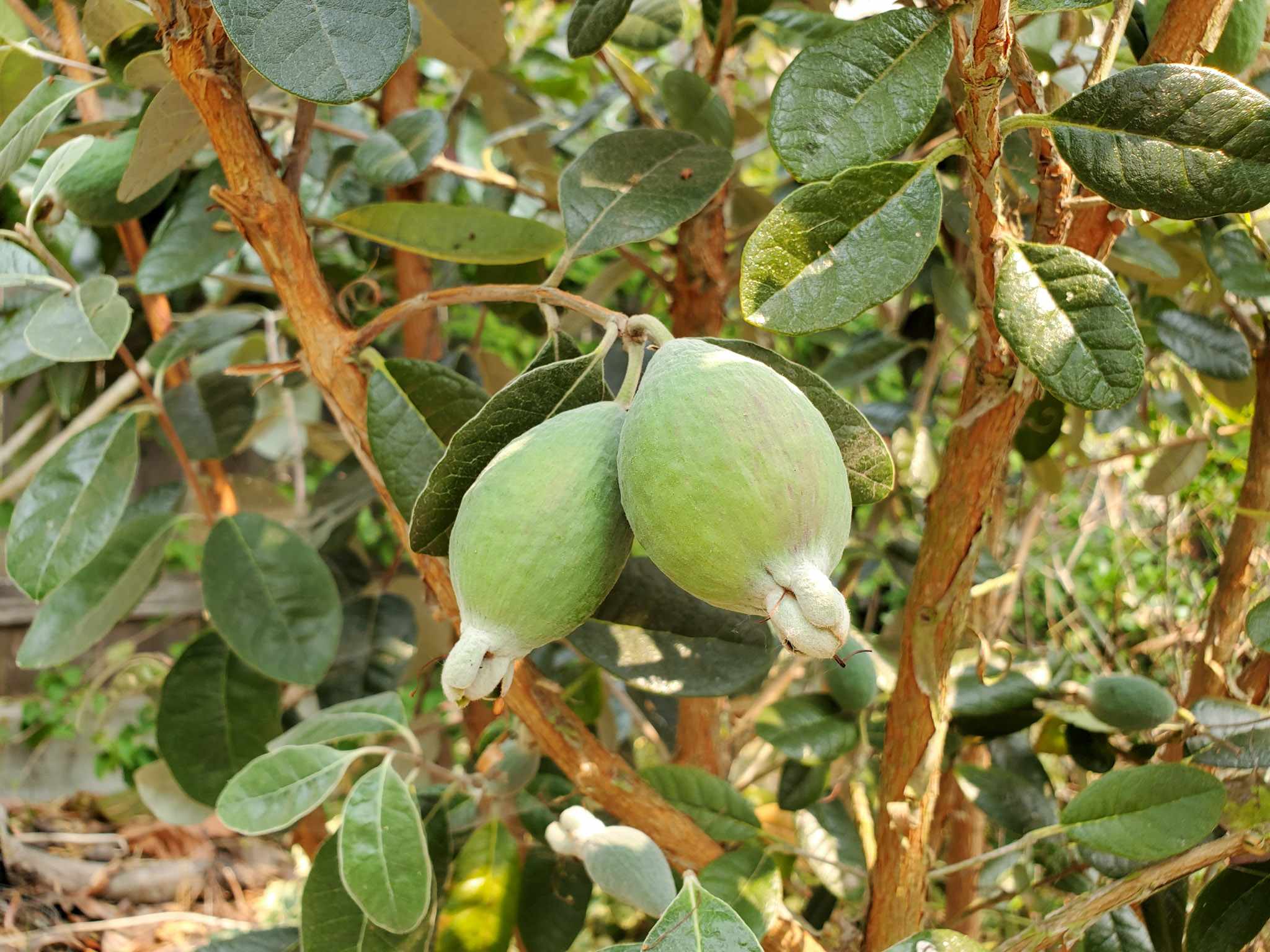 como plantar feijoa